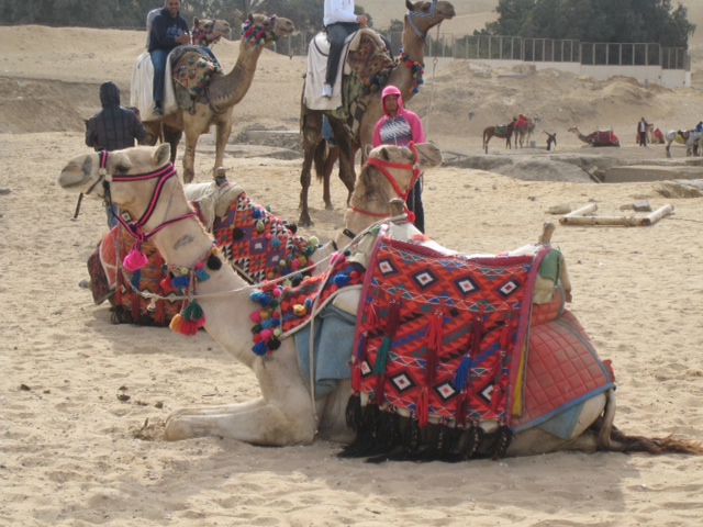 Camels
