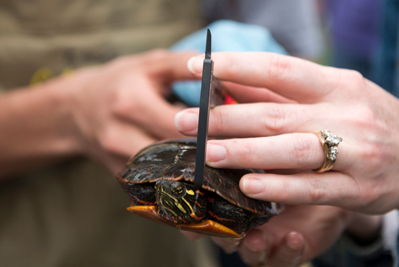 turtles in lake placida